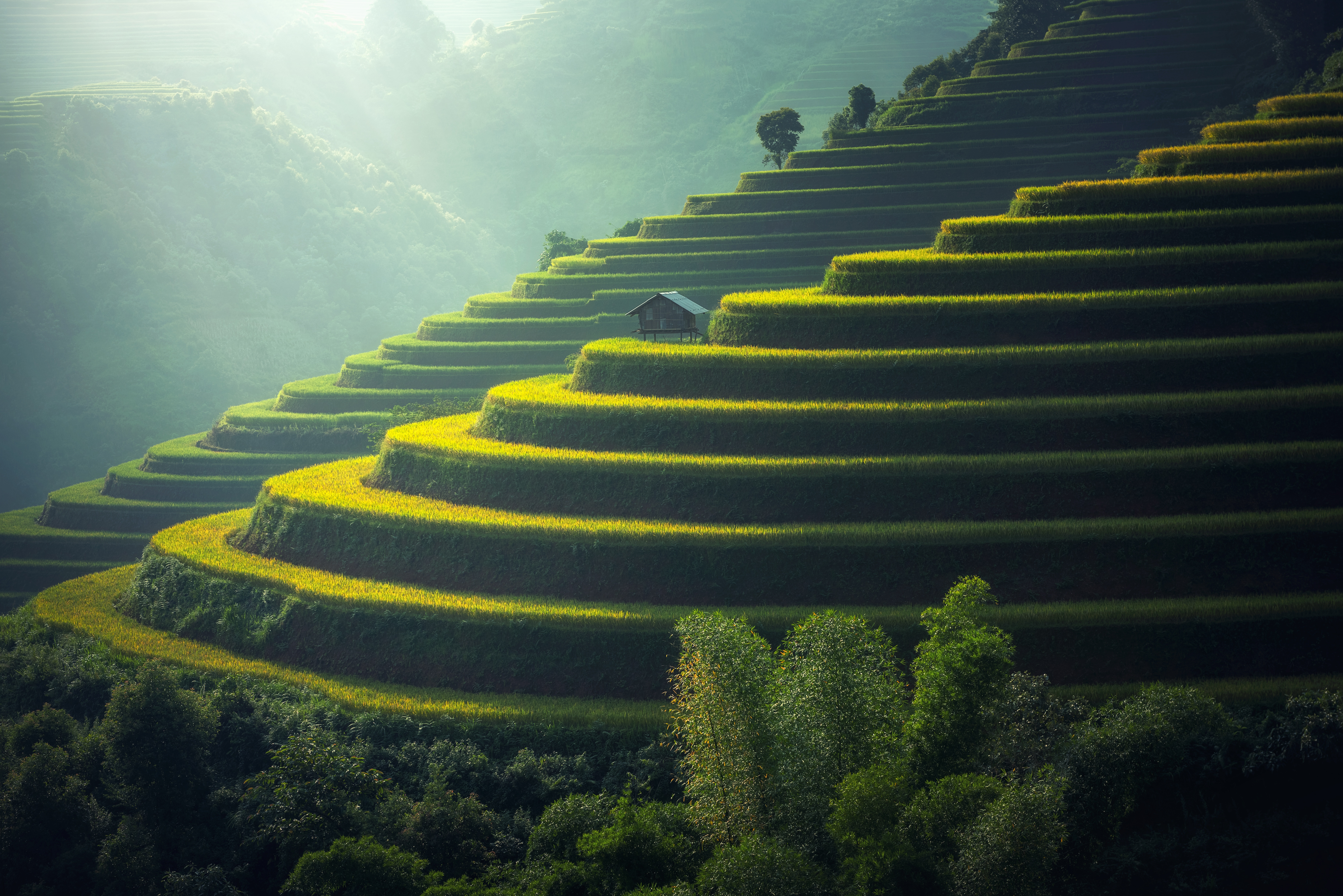 Crops growing in fertile agricultural landscape